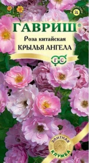 Роза Крылья Ангелов серия Элитная клумба Гавриш