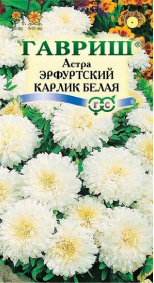 Астра Эрфуртский Карлик Белая Гавриш