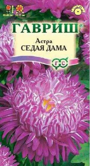Астра Седая Дама пионовидная Гавриш
