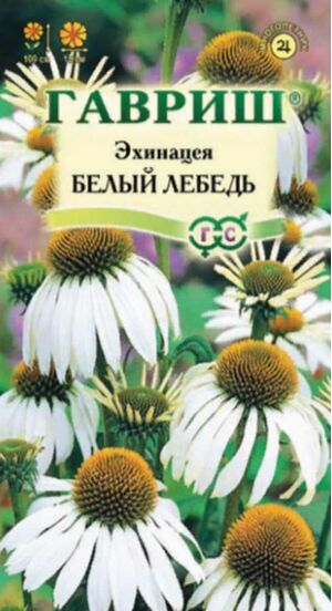 Эхинацея Белый Лебедь Гавриш