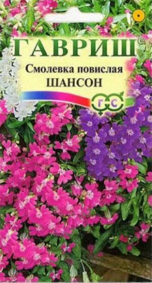 Смолевка Повислая Шансон Силена Гавриш