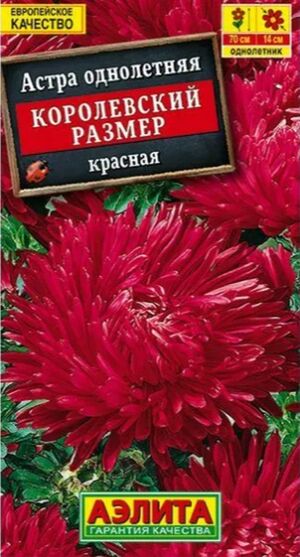 Астра Королевский Размер Красная Аэлита