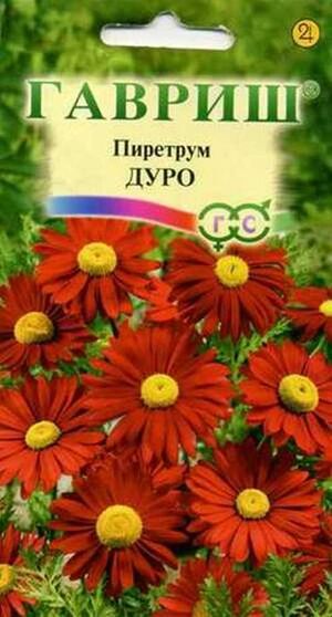 Пиретрум Дуро серия Устойчив к заморозкам Гавриш