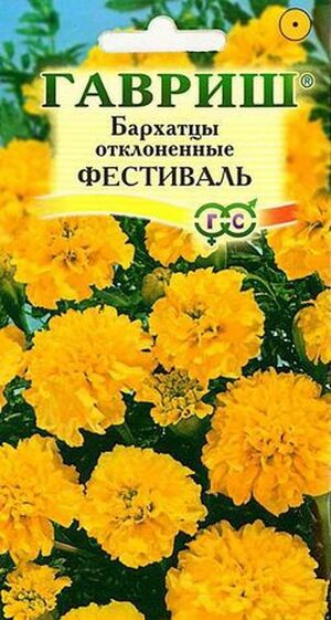 Бархатцы (Тагетес) Фестиваль Гавриш