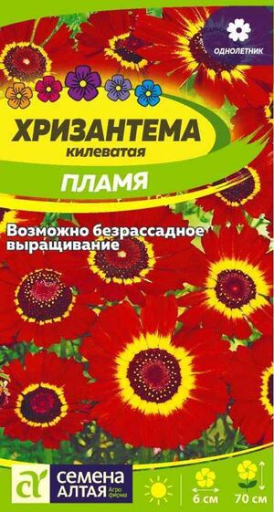 Хризантема Пламя Килеватая Семена Алтая