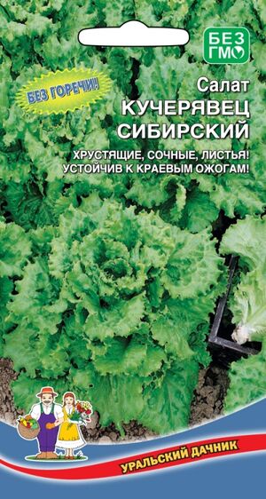 Салат Кучерявец Сибирский Уральский Дачник