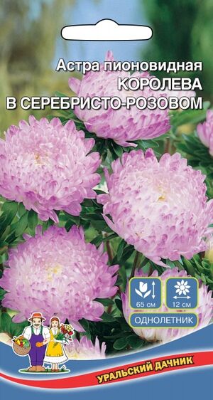 Астра Королева Гигантов в серебристо-розовом пионовидная Уральский Дачник