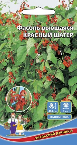 Фасоль Красный Шатер вьющаяся Уральский Дачник