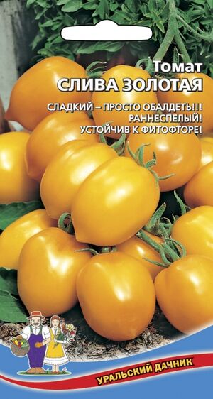 Томат Слива Золотая Уральский Дачник