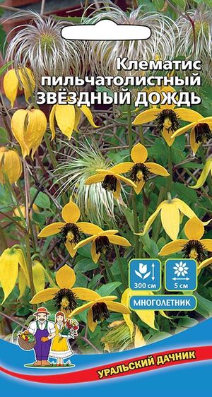 Клематис Пильчатолистный Звездный Дождь Уральский Дачник