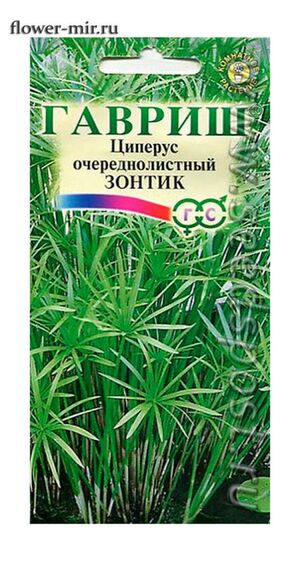 Циперус Очереднолистный Зонтик  Гавриш