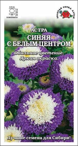 Астра Синяя с белым центром Золотая Сотка Алтая