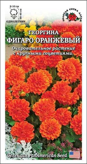 Георгина Фигаро Оранжевый Золотая Сотка Алтая