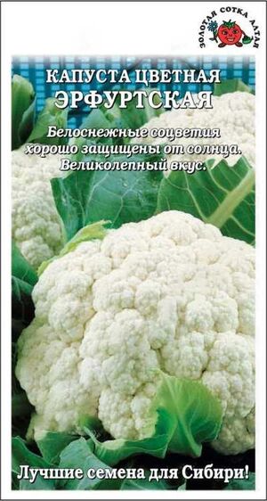 Капуста Эрфуртская цветная  Золотая Сотка Алтая