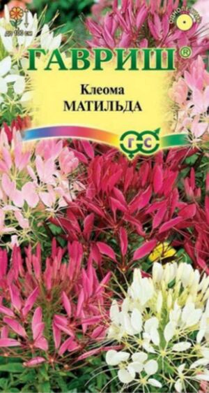 Клеома Матильда Смесь Гавриш