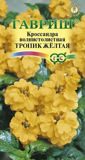 Кроссандра Тропик Желтая Гавриш