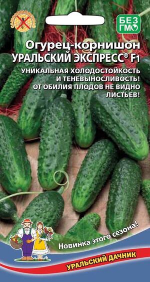 Огурец Уральский Экспресс F1 Уральский Дачник