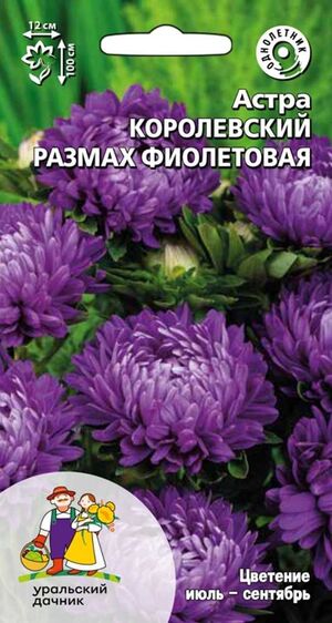 Астра Королевский размах фиолетовая Уральский Дачник