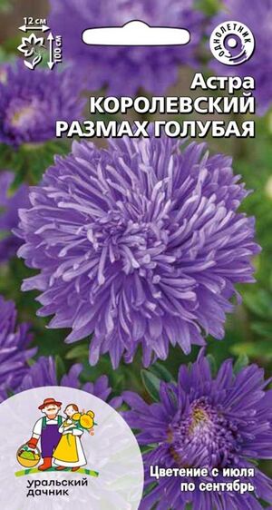 Астра Королевский размах голубая Уральский Дачник