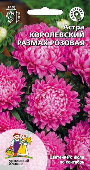 Астра Королевский размах розовая Уральский Дачник