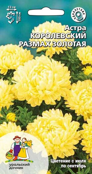 Астра Королевский размах золотая Уральский Дачник