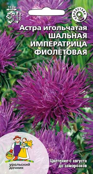 Астра Шальная императрица фиолетовая игольчатая Уральский Дачник