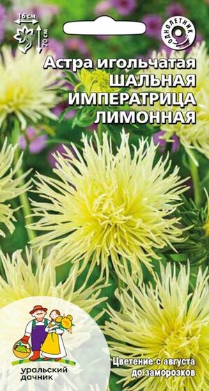 Астра Шальная императрица лимонная игольчатая Уральский Дачник