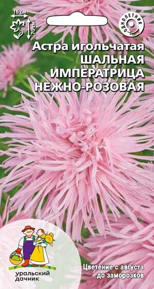 Астра Шальная императрица нежно-розовая игольчатая Уральский Дачник