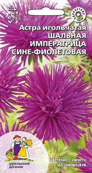 Астра Шальная императрица сине-фиолетовая игольчатая Уральский Дачник