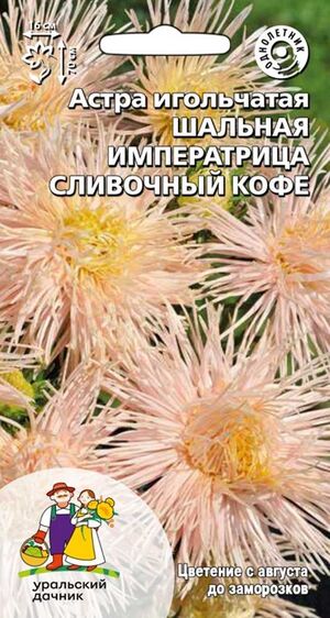 Астра Шальная императрица сливочный кофе игольчатая Уральский Дачник