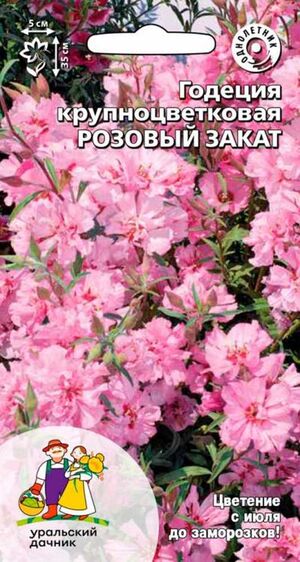Годеция Розовый закат крупноцветковая Уральский Дачник