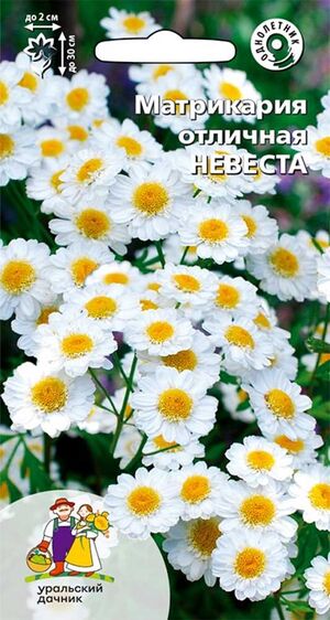 Матрикария отличная Невеста Уральский Дачник