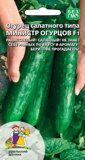 Огурец Министр Огурцов салатного типа Уральский Дачник