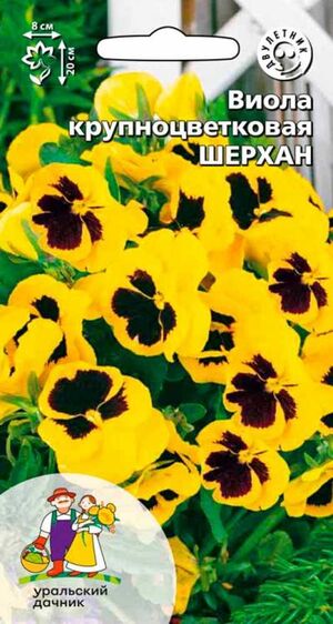 Виола Шерхан крупноцветковая Уральский Дачник