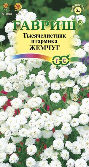 Тысячелистник Жемчуг белый Гавриш