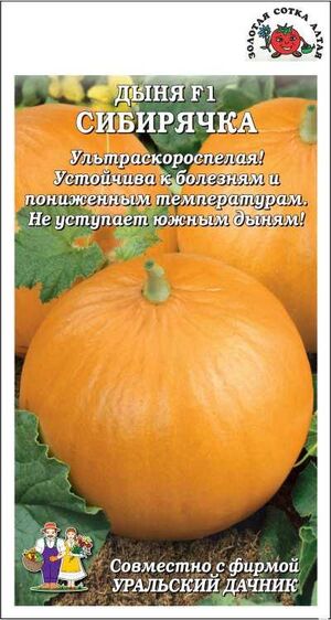 Дыня Сибирячка Золотая Сотка Алтая