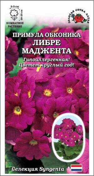 Примула Обконика Либре Маджента Золотая Сотка Алтая