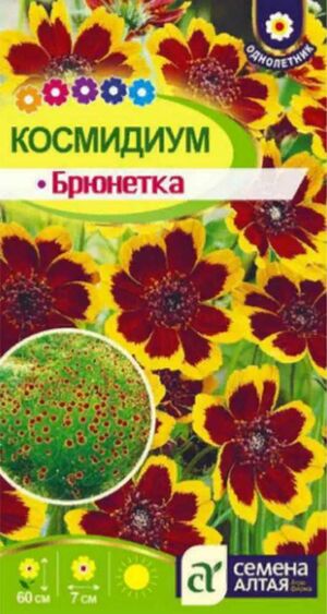 Космидиум Брюнетка Семена Алтая
