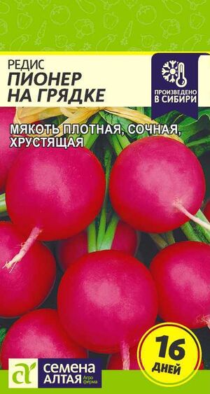 Редис Пионер на Грядке Семена Алтая