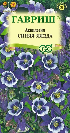 Аквилегия Синяя Звезда, культурная водосбор Гавриш