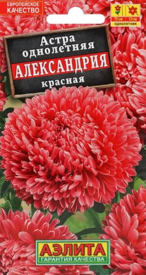 Астра Александрия Красная Аэлита