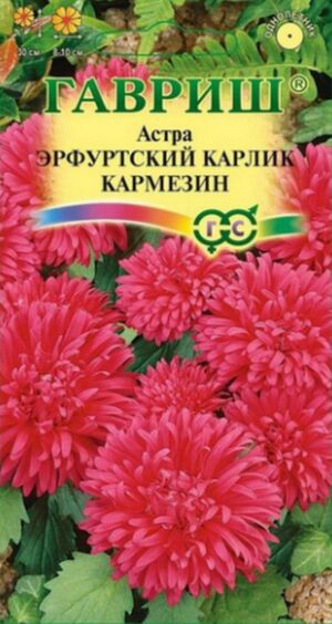 Астра Эрфуртский Карлик Кармезин Гавриш