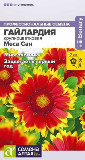 Гайлардия Меса Сан Семена Алтая