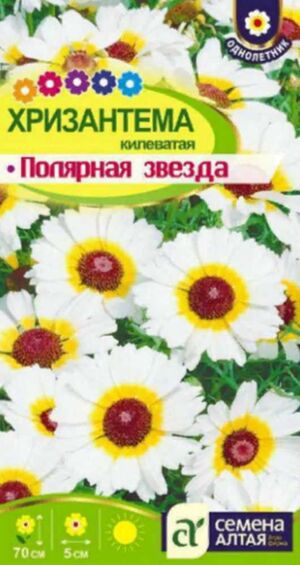 Хризантема Полярная Звезда килеватая Семена Алтая