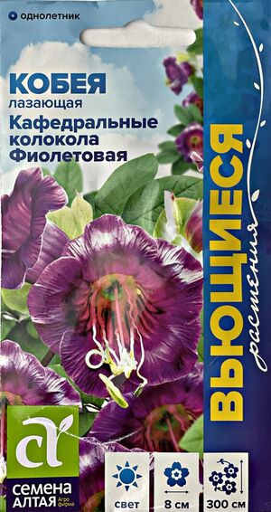 Кобея Фиолетовая Кафедральные колокола лазающая серия Вьющиеся растения  Семена Алтая