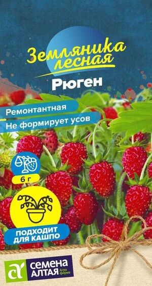 Земляника Рюген ремонтантная Семена Алтая