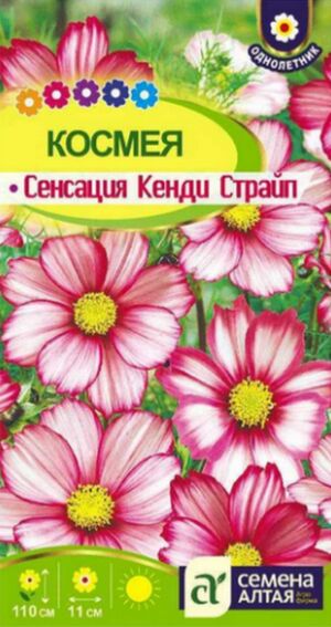 Космея Сенсация Кенди Страйп Семена Алтая
