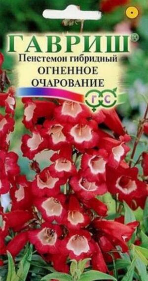 Пенстемон Огненное Очарование Гавриш
