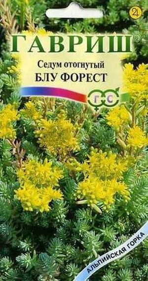 Очиток Блу Форест отогнутый серия Альпийская горка Гавриш