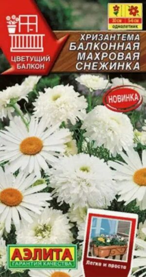 Хризантема Махровая снежинка балконная Аэлита